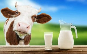 If we are dairy intolerant or vegan what are the other sources of dietary calcium?